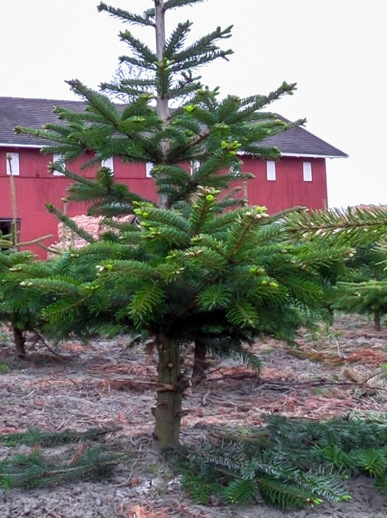 Et lavt juletre hvor de nederste greinene er fjernet. foto