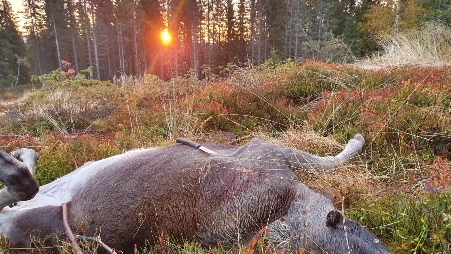 Nyskutt elgkalv ligger i lyngen i solnedgangen.