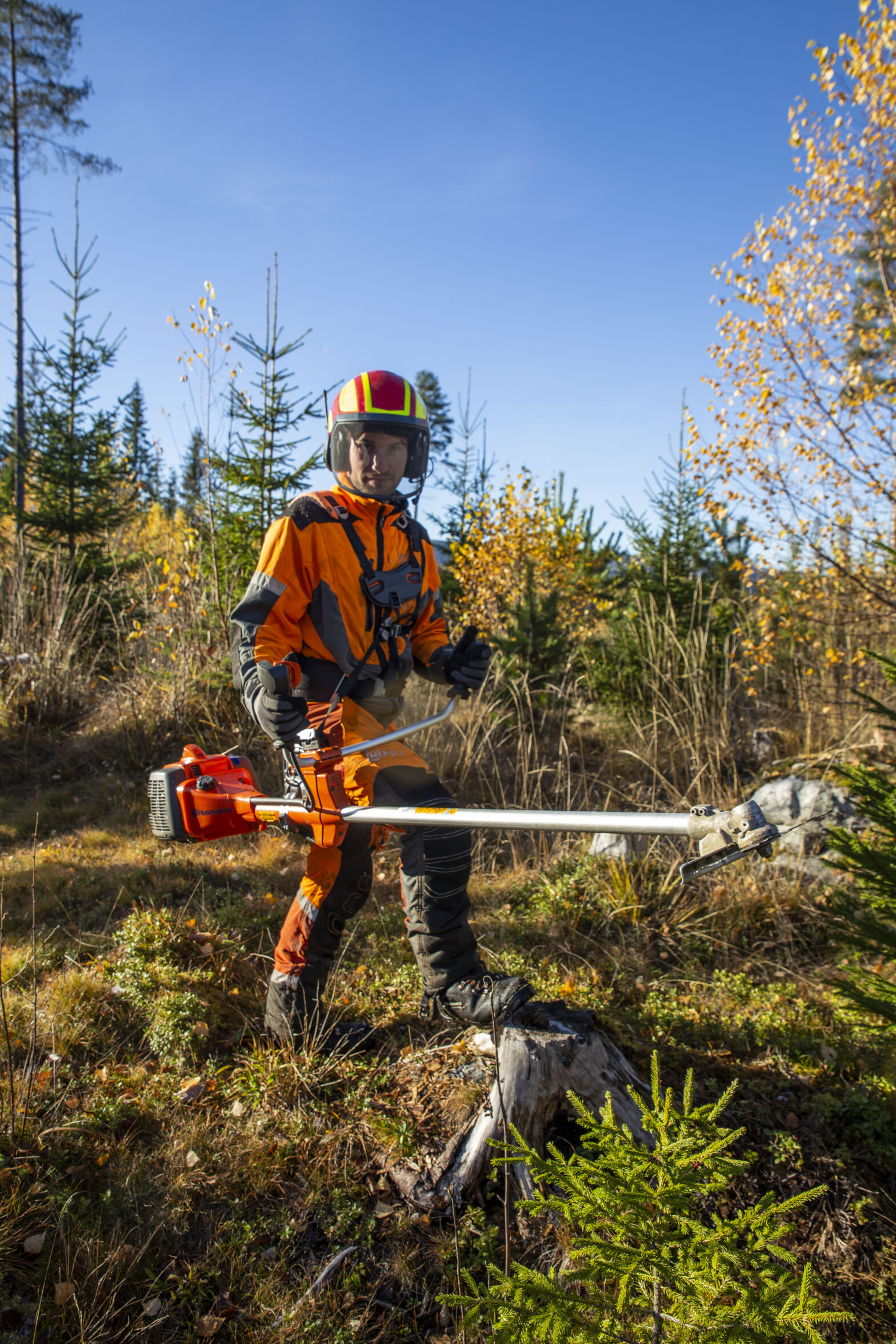 Ungskogpleie for profe­sjo­nelle – Nettkurs