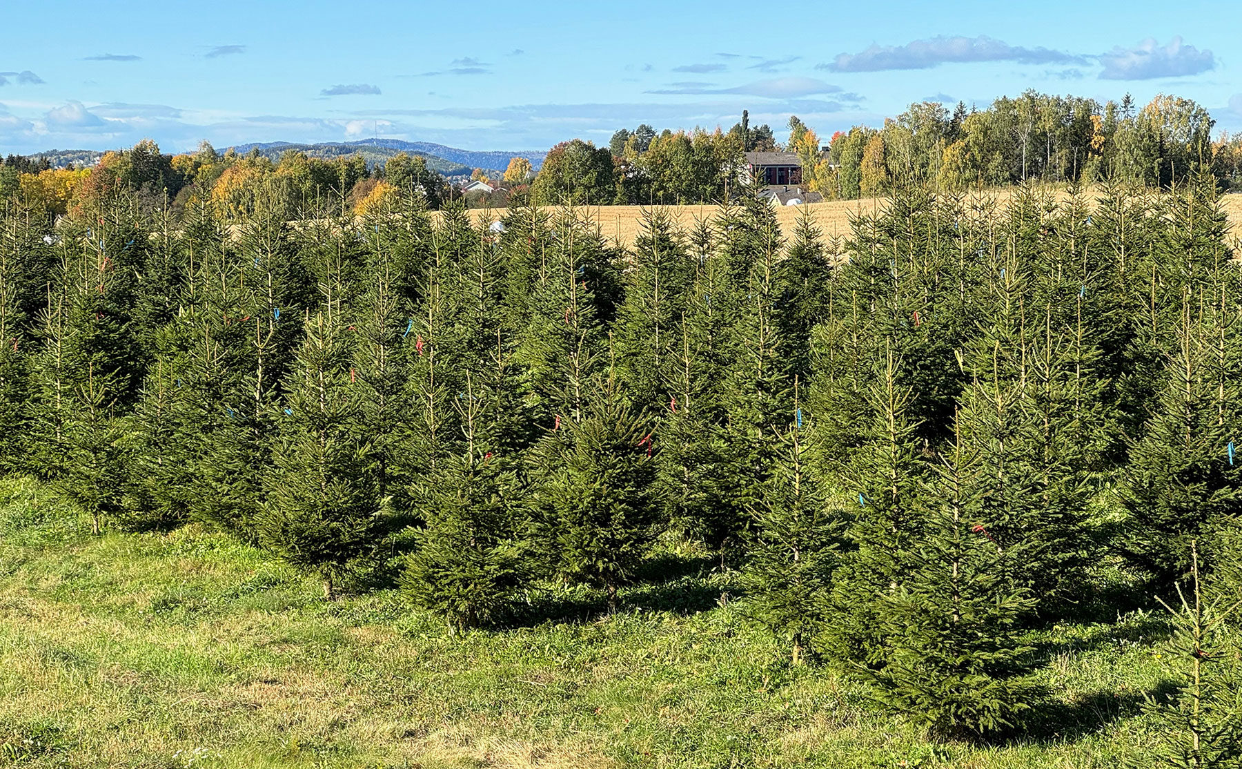 En rekke med salgstrær på juletreplantasje. foto