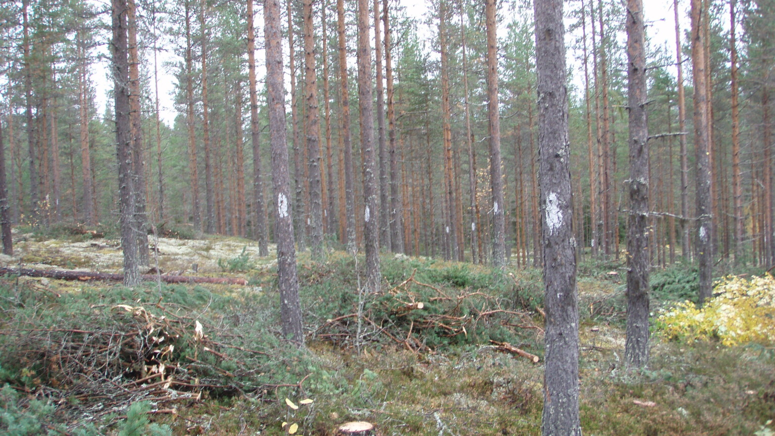 Bilde av ferdig stammekvisting av furu. kvistene ligger i hauger på bakken,