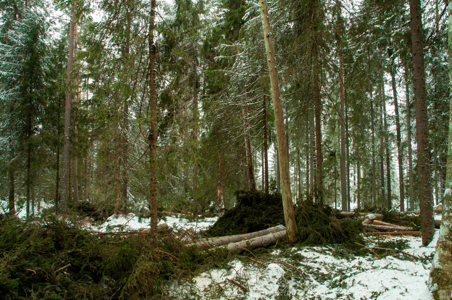 Kunnskapssammenstilling om selek­tive hogster