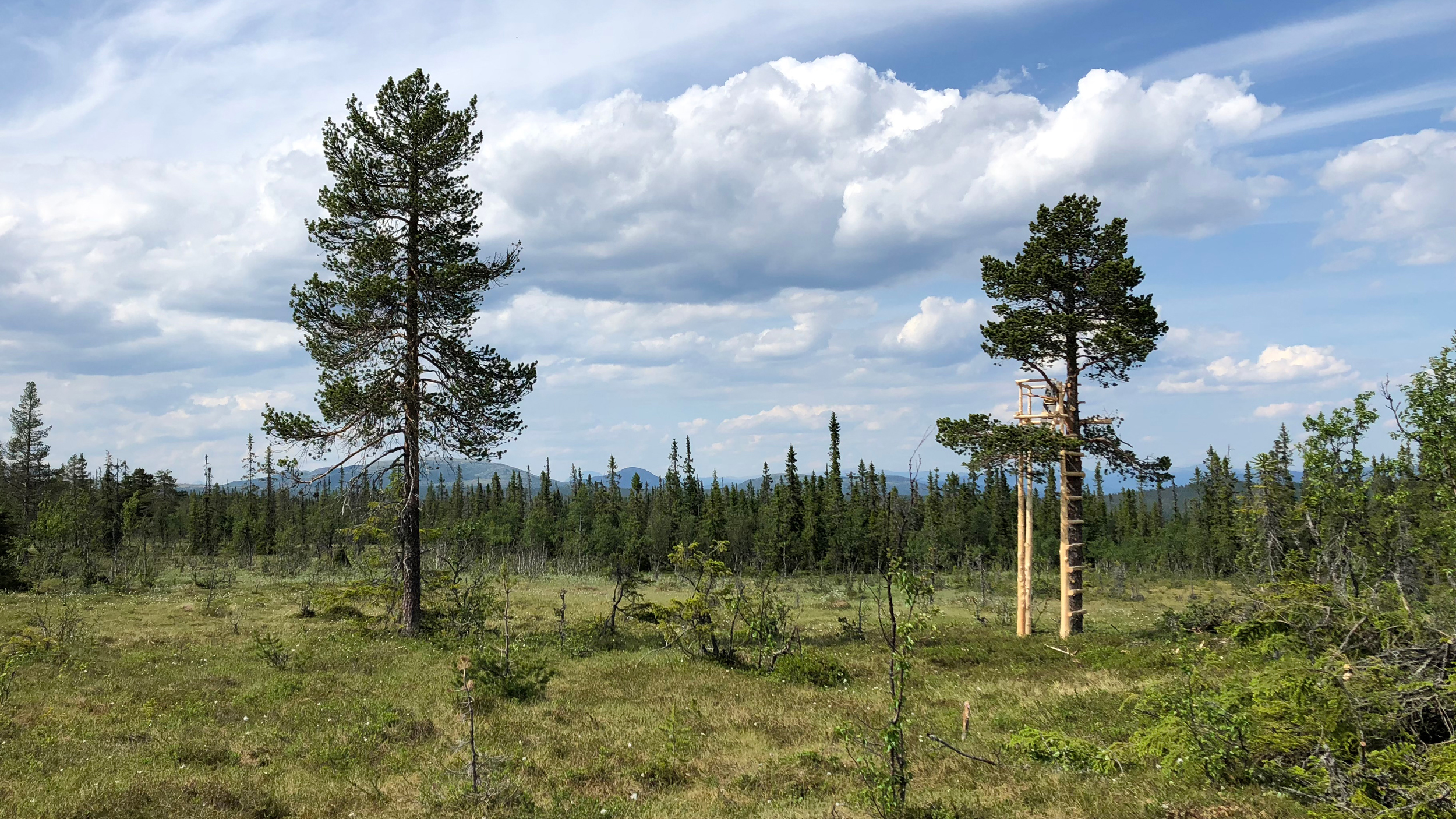 skogfelt med noen høye trær. en ny utkikspost er satt opp i et av trærne.