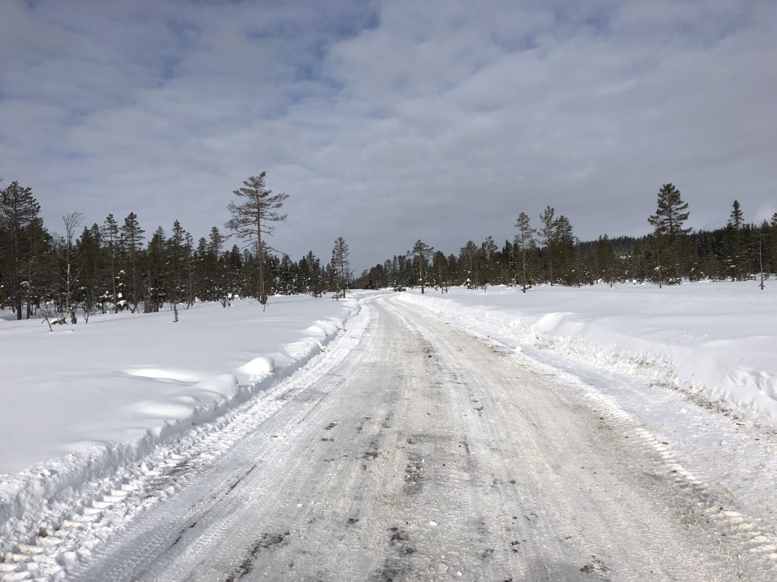 skogsvei om vinteren,