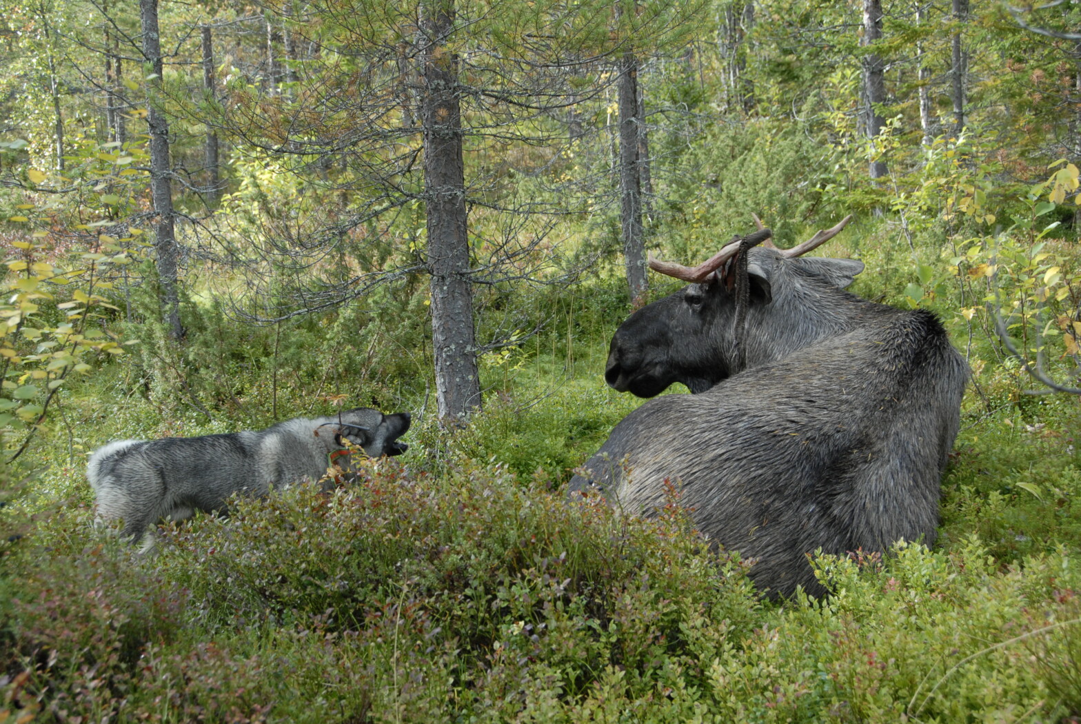 hund som bjeffer mot elg som ligger i lyngen.