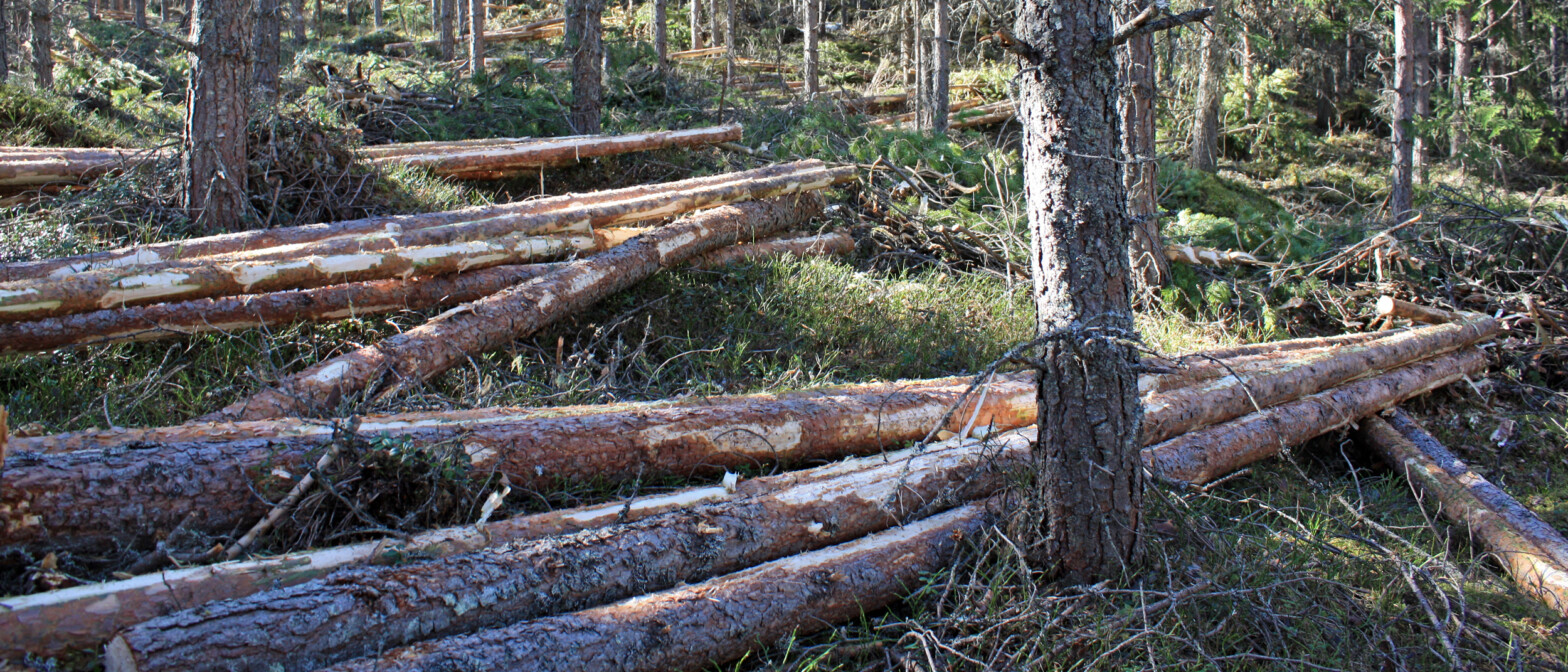 Viser tynning i furuskog.